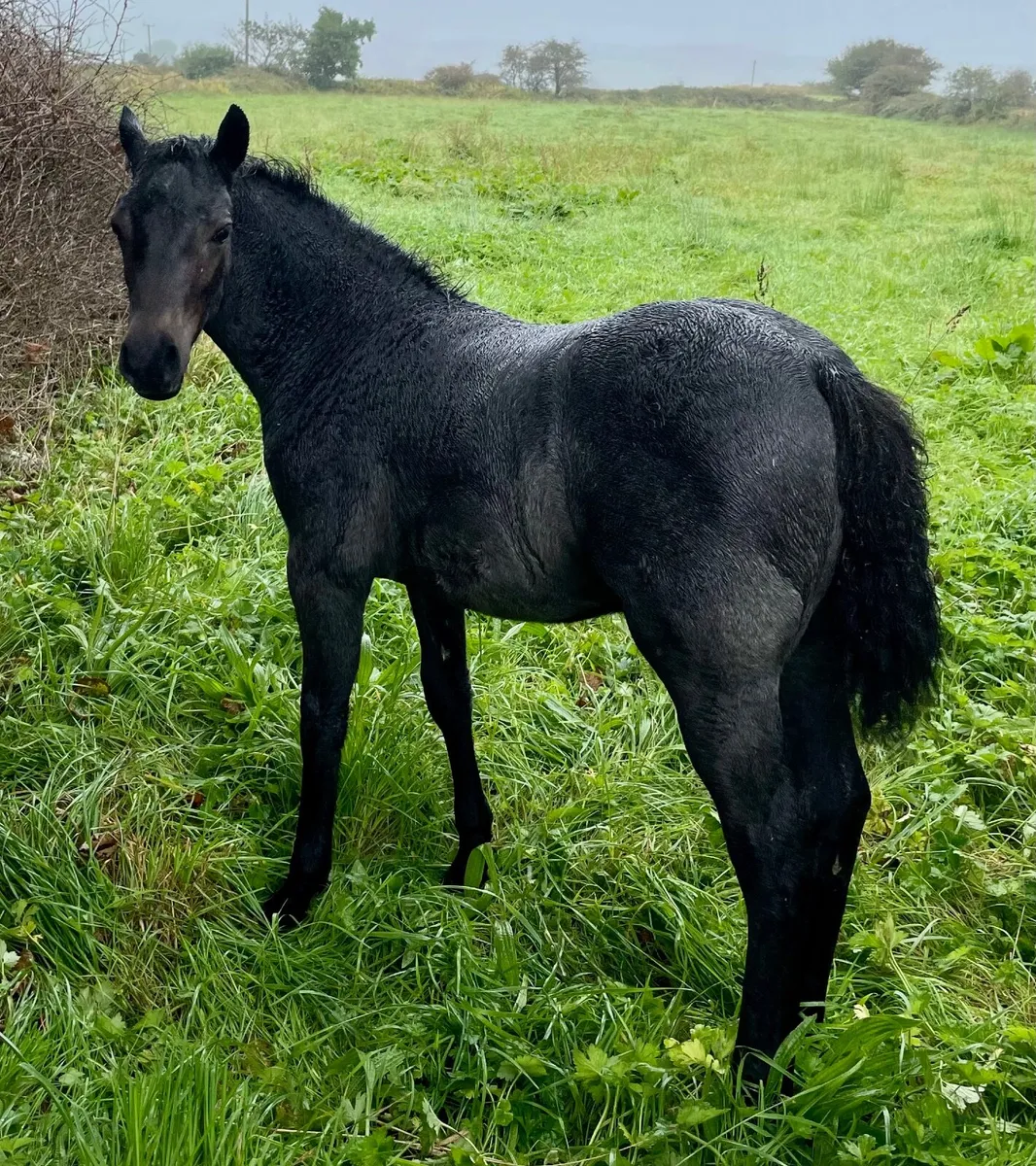 Quality registered Connemara colt foal - Image 1