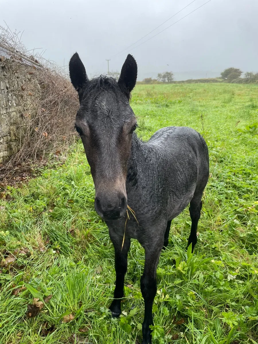 Quality registered Connemara colt foal - Image 4