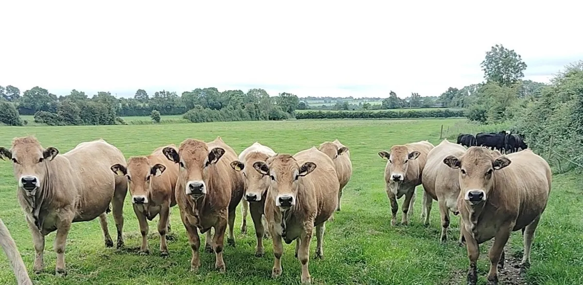 Aubrac heifers for sale - Image 3
