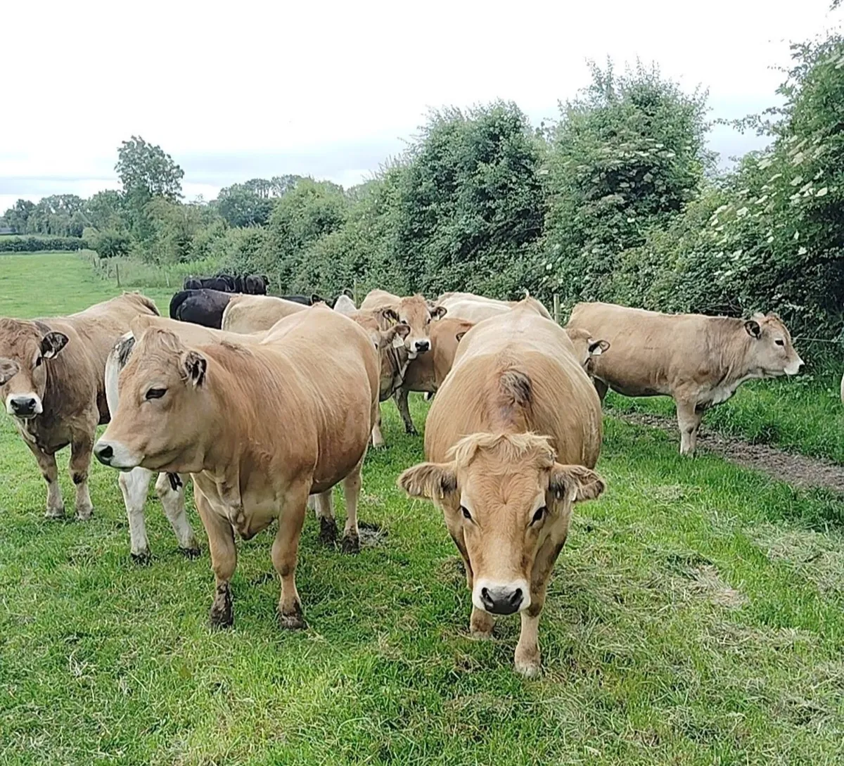 Aubrac heifers for sale - Image 4