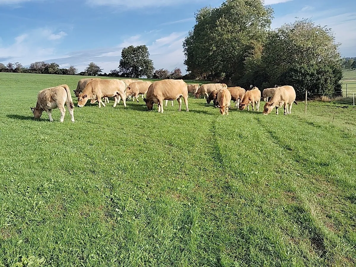 Aubrac heifers for sale - Image 2