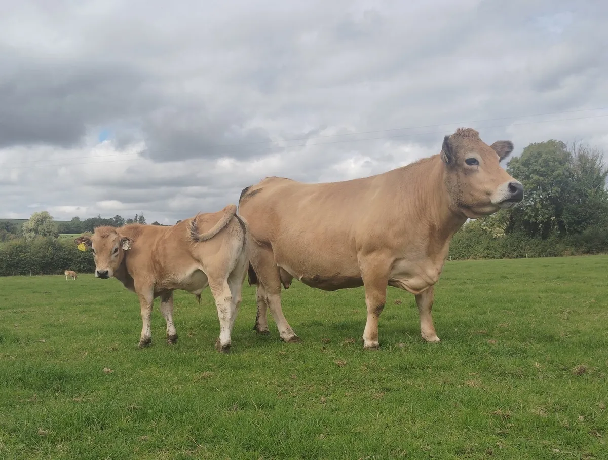 Aubrac heifers for sale - Image 1
