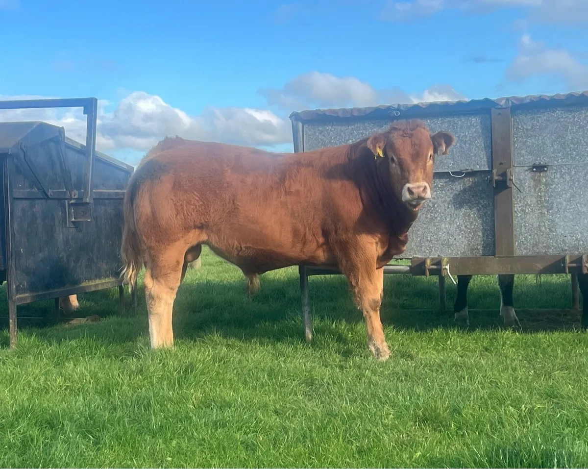 PB Reg Bull Weanling - Image 1
