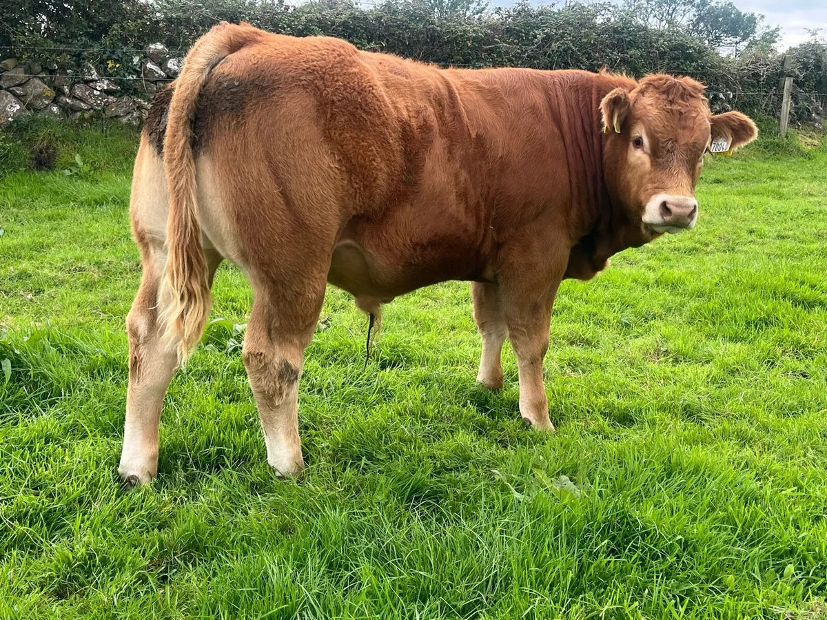 PB Reg Bull Weanling - Image 2