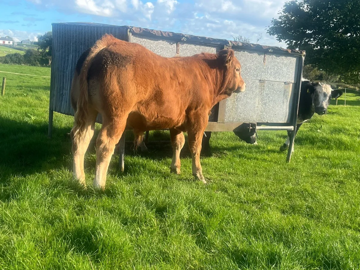 PB Reg Bull Weanling - Image 3