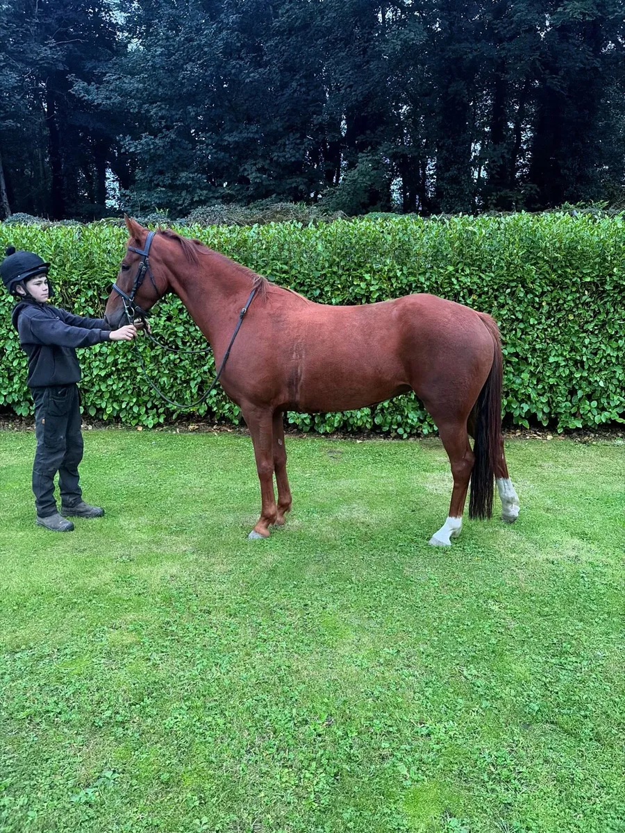 13.2hh Pony - Image 1