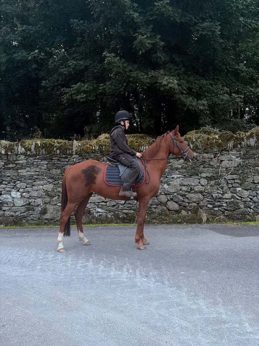 13.2hh Pony - Image 4
