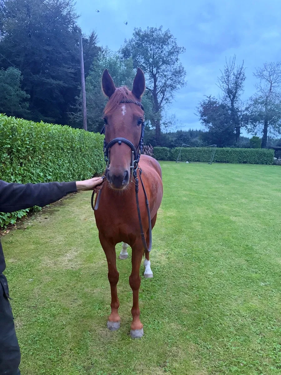 13.2hh Pony - Image 2