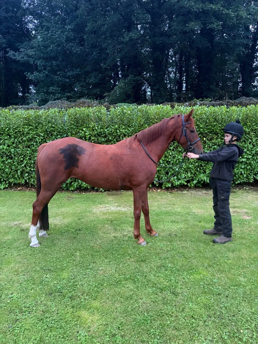 13.2hh Pony - Image 3