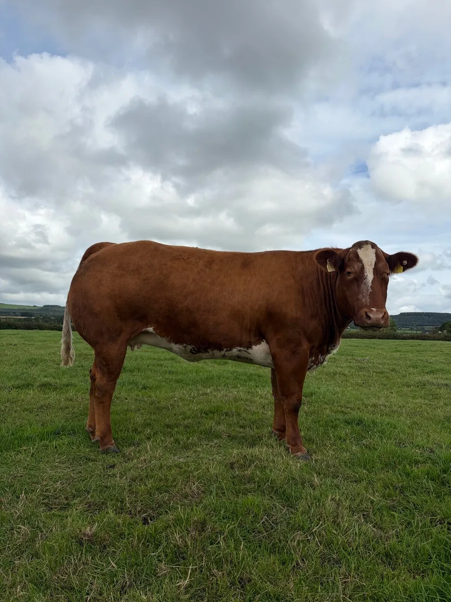 Incalf heifers - Image 3