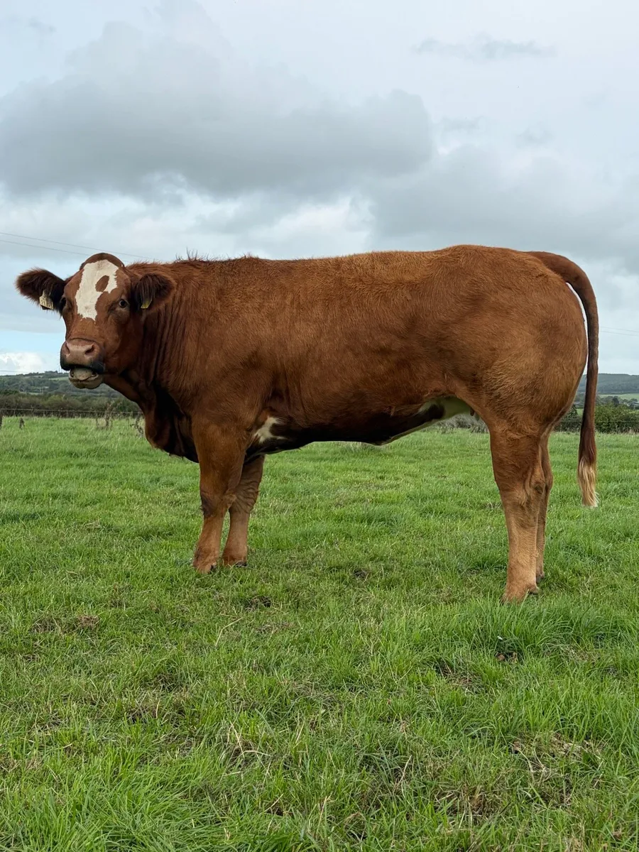 Incalf heifers - Image 4