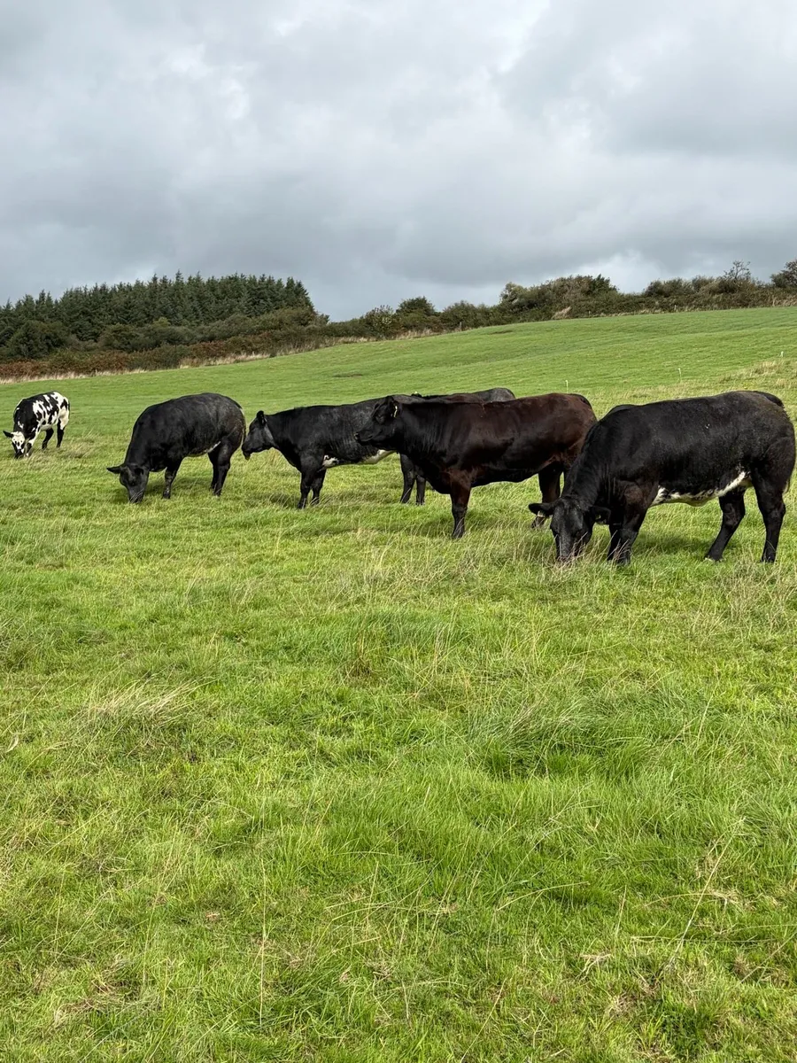 Incalf heifers - Image 1