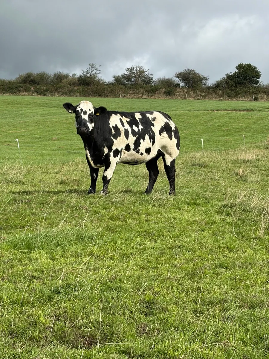 Incalf heifers - Image 2