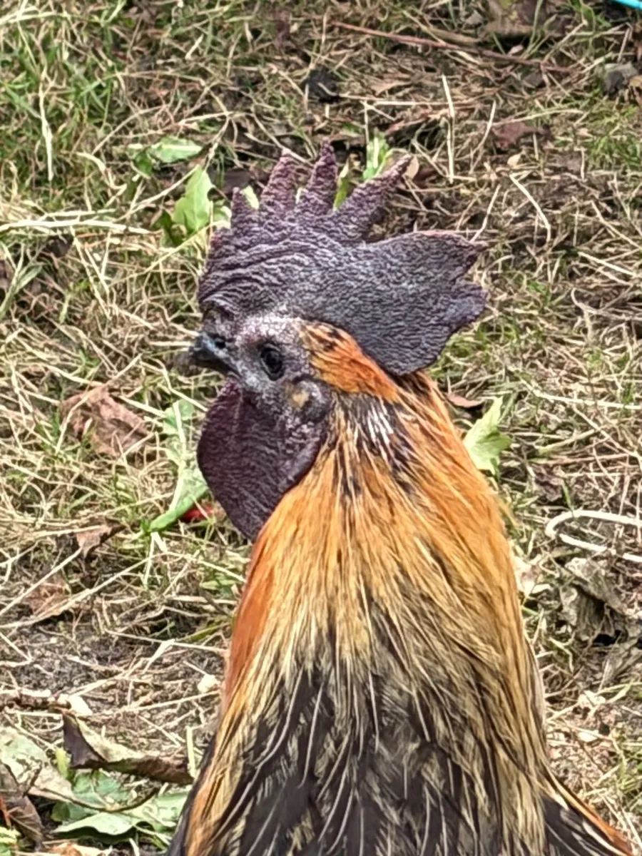Rooster - Image 1