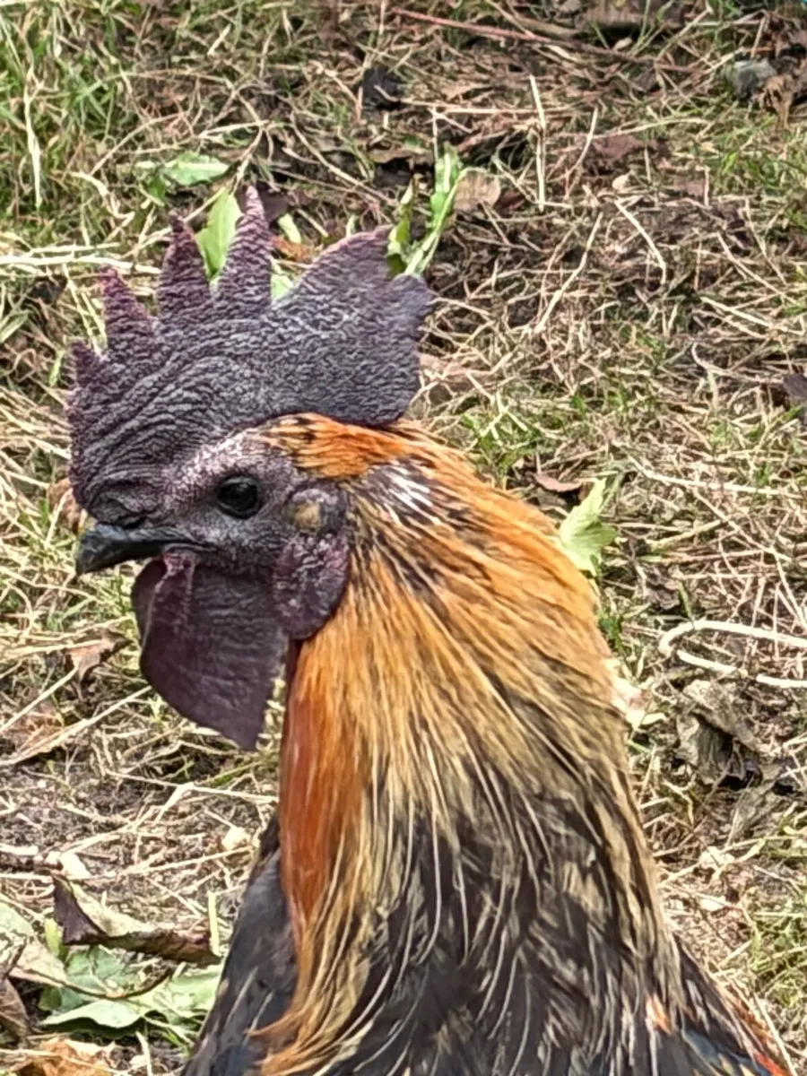 Rooster - Image 2