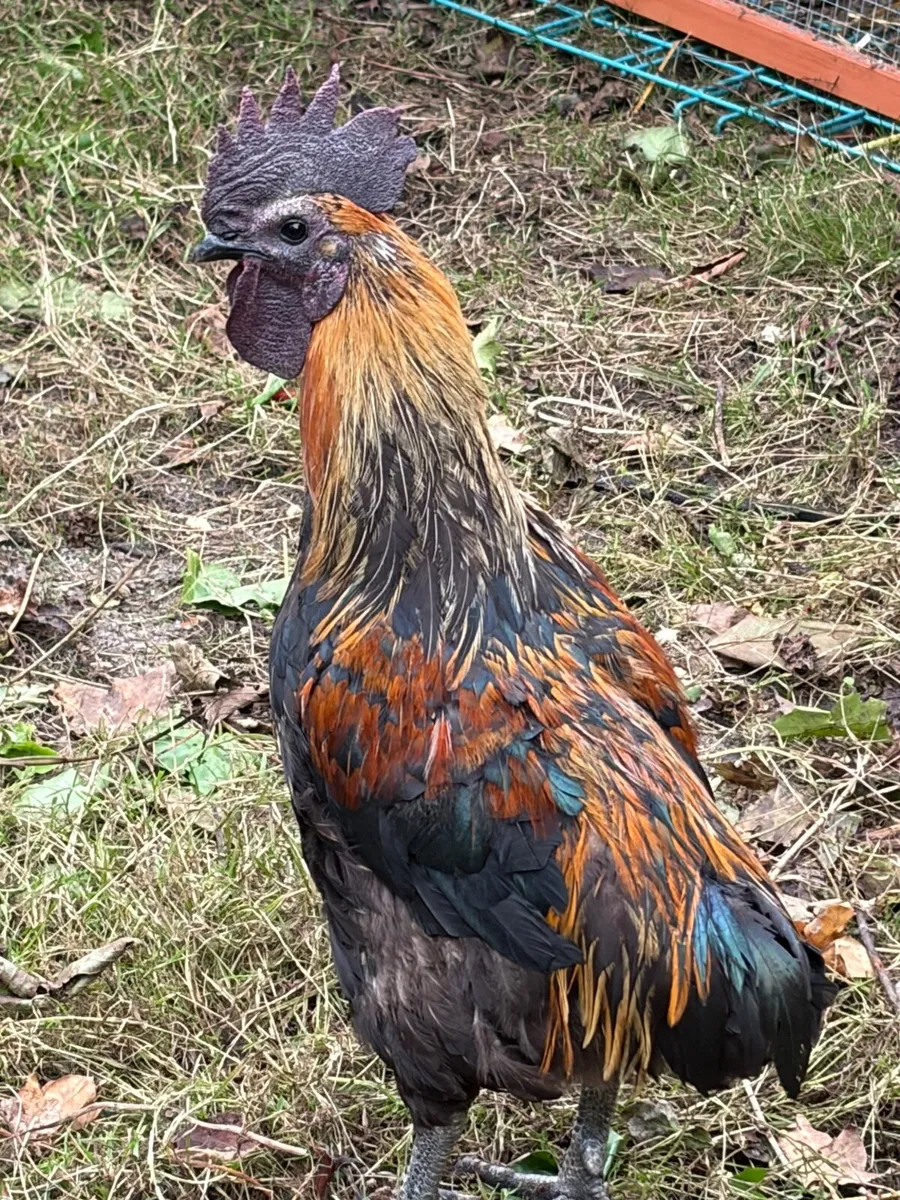Rooster - Image 3
