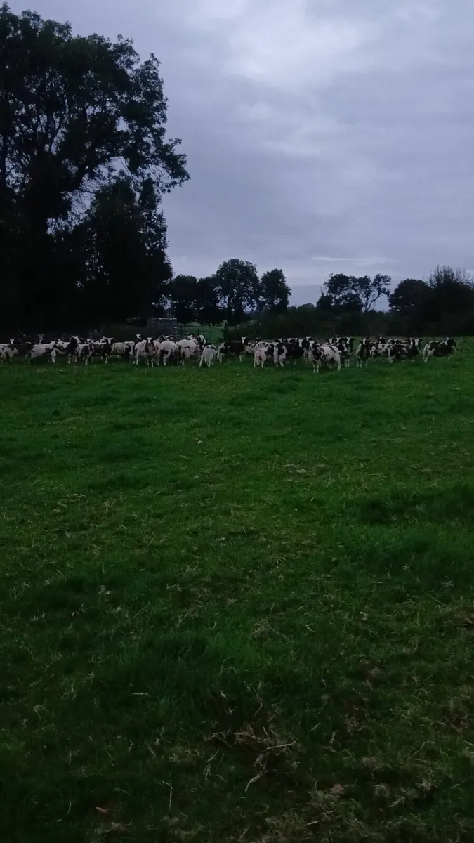 Jacob store Ram lambs - Image 1
