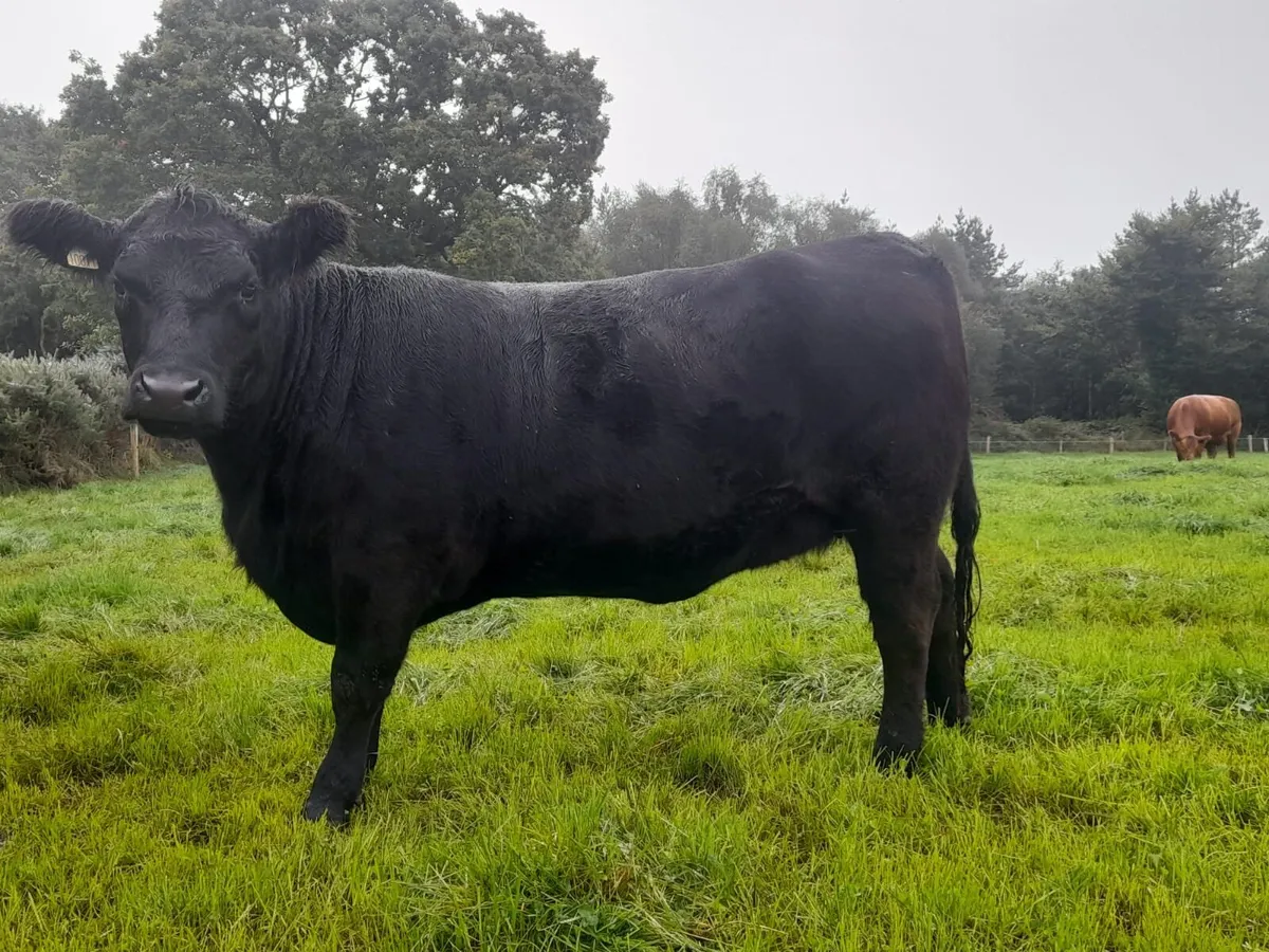 Pedigree Angus Heifer - Image 2