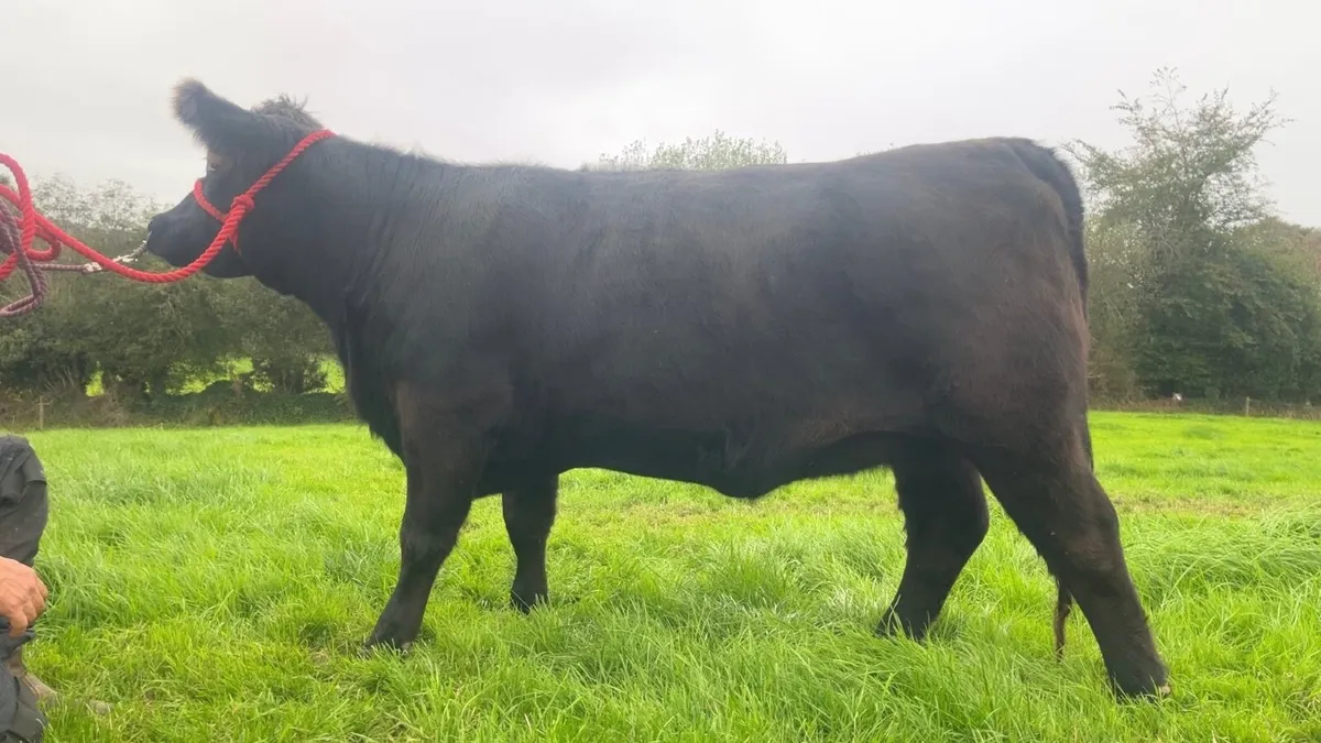 Pedigree Angus Heifer - Image 1