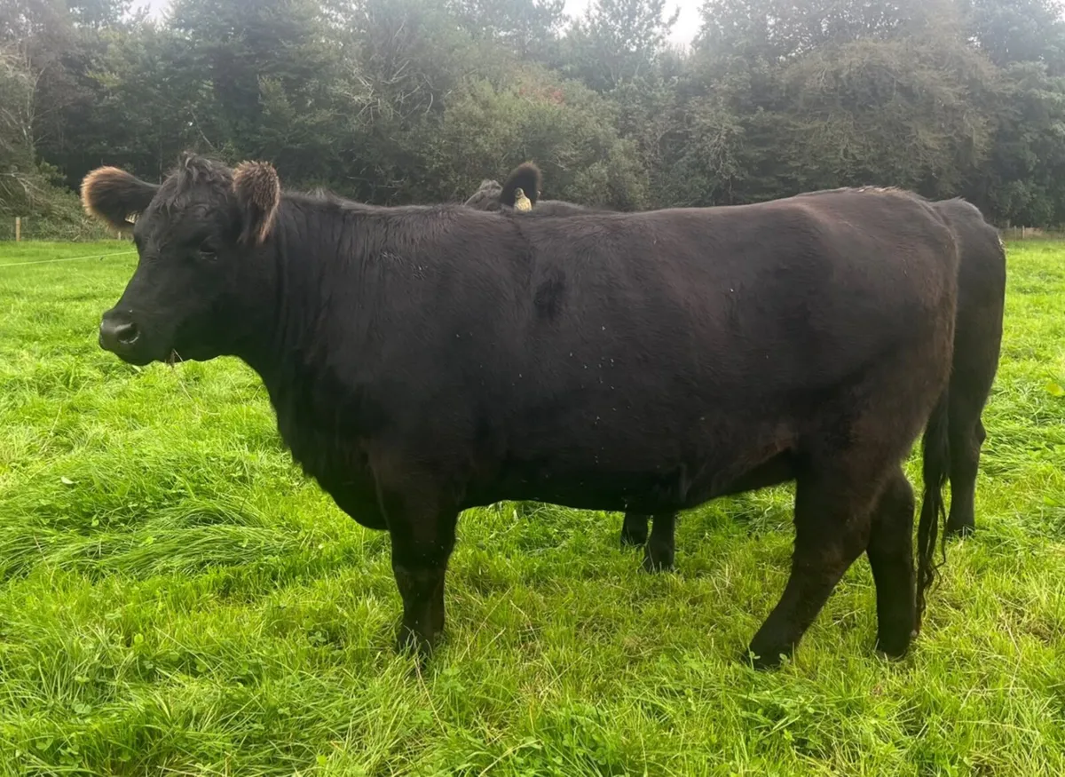 Pedigree Angus Heifer - Image 3