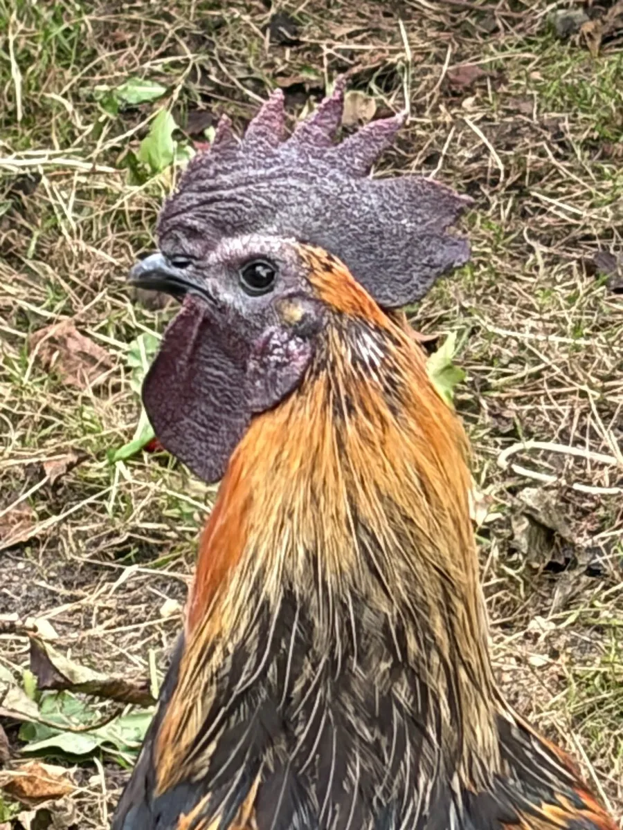 Rooster - Image 4
