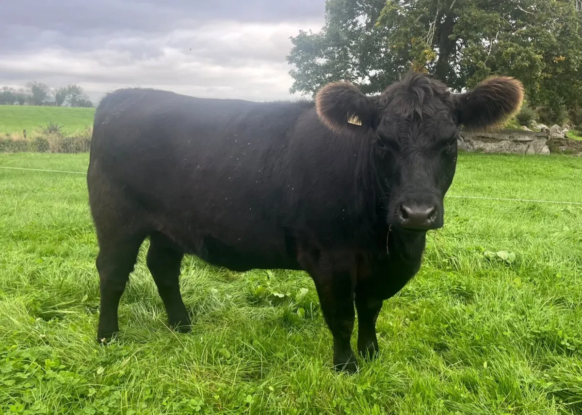 Pedigree Angus Heifer - Image 4
