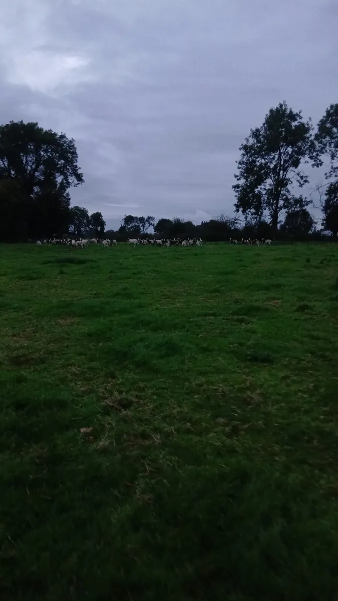 Jacob store Ram lambs - Image 4