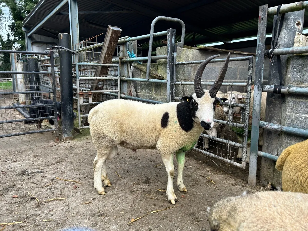 Jacob Hogget Ram - Image 1