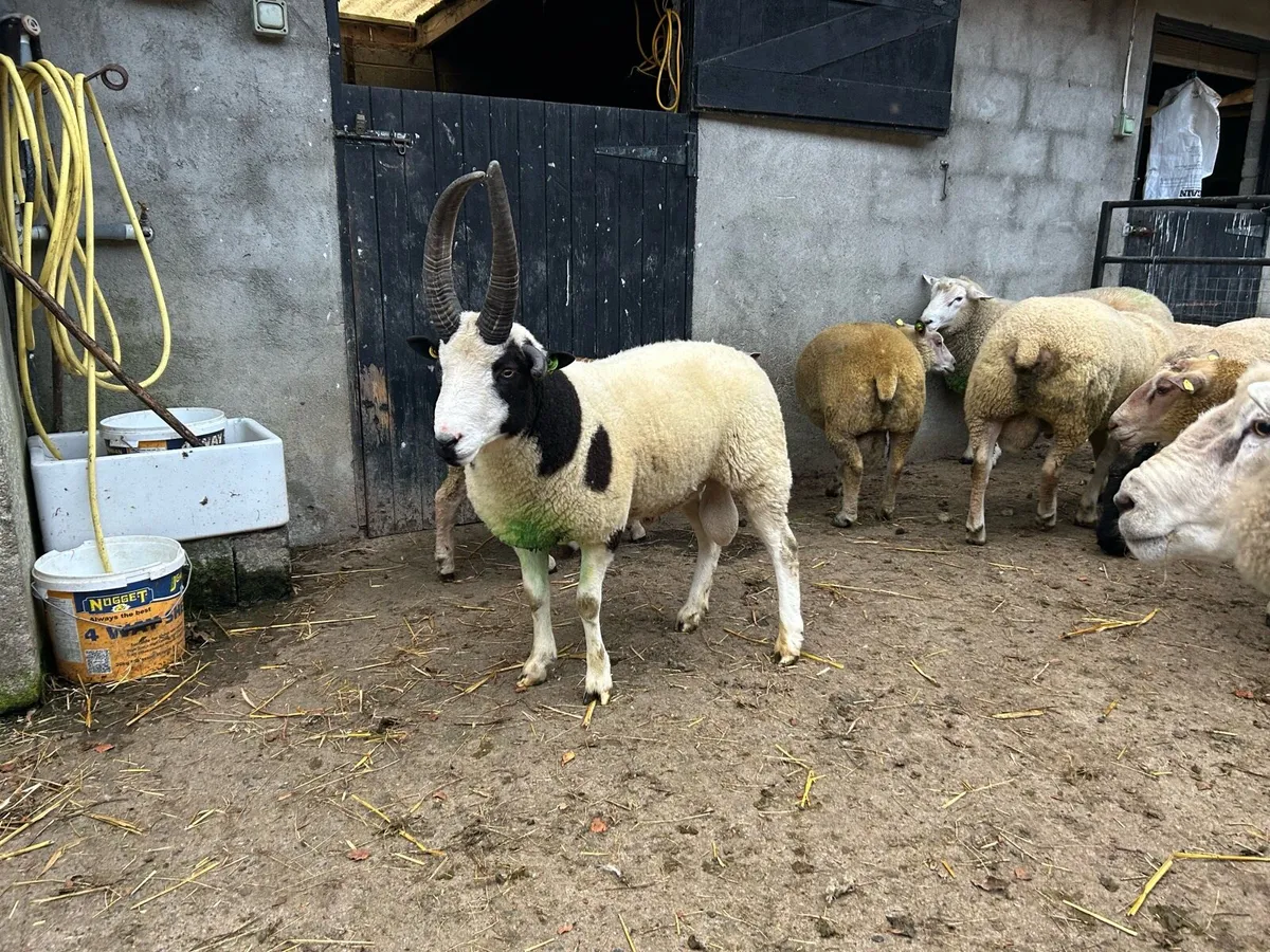 Jacob Hogget Ram - Image 2