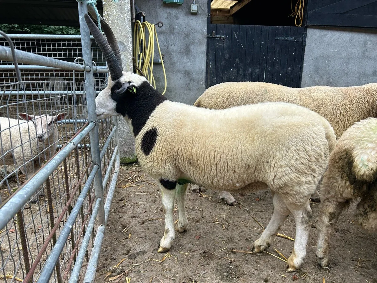 Jacob Hogget Ram - Image 3