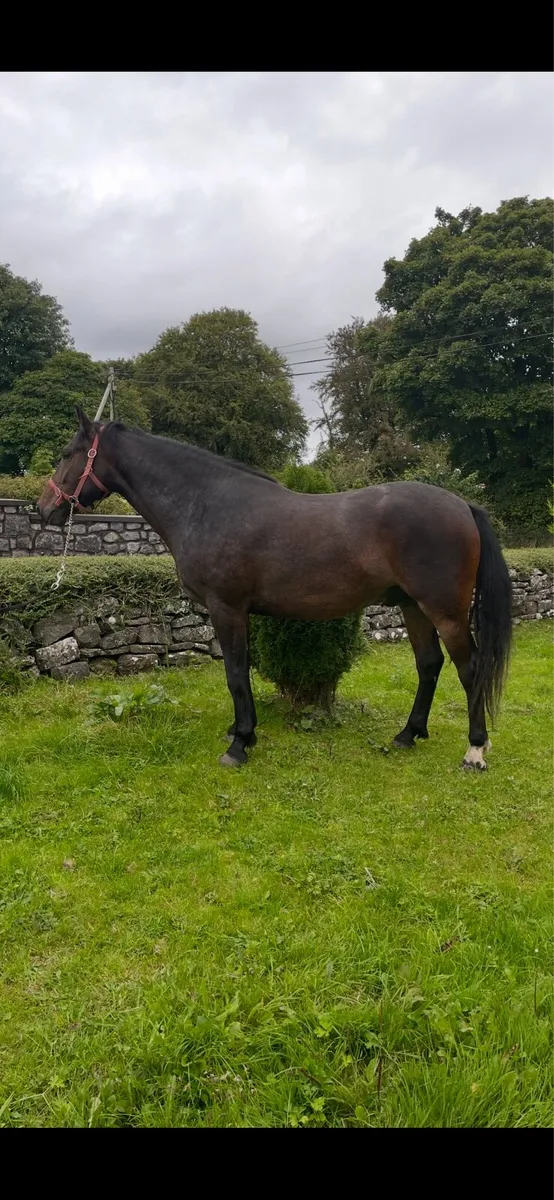 3yr old Irish Draught Gelding - Image 3