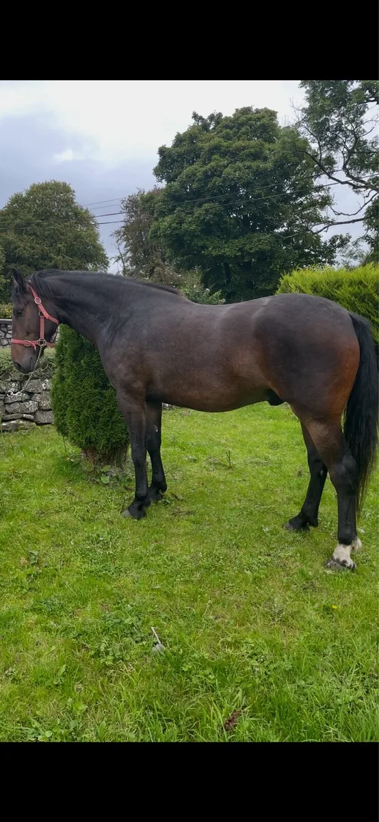 3yr old Irish Draught Gelding - Image 4
