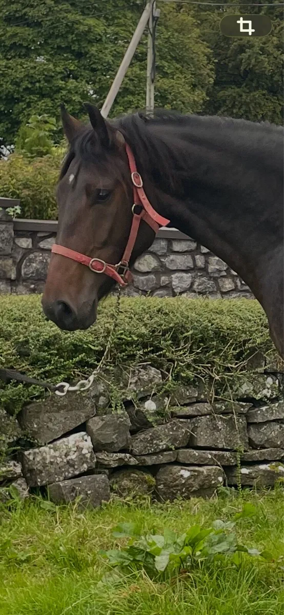 3yr old Irish Draught Gelding - Image 1