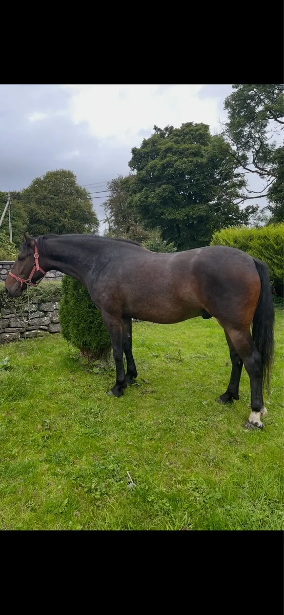 3yr old Irish Draught Gelding - Image 2