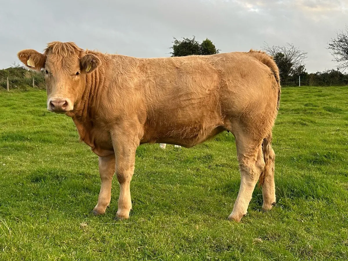 6 Heifers - Balla Mart - 26th Sept - Image 2