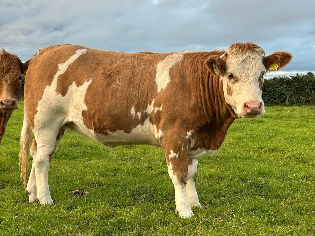 6 Heifers - Balla Mart - 26th Sept - Image 1