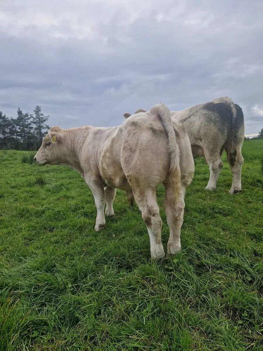 PBR CH - Ballinasloe Mart Saturday - Image 1