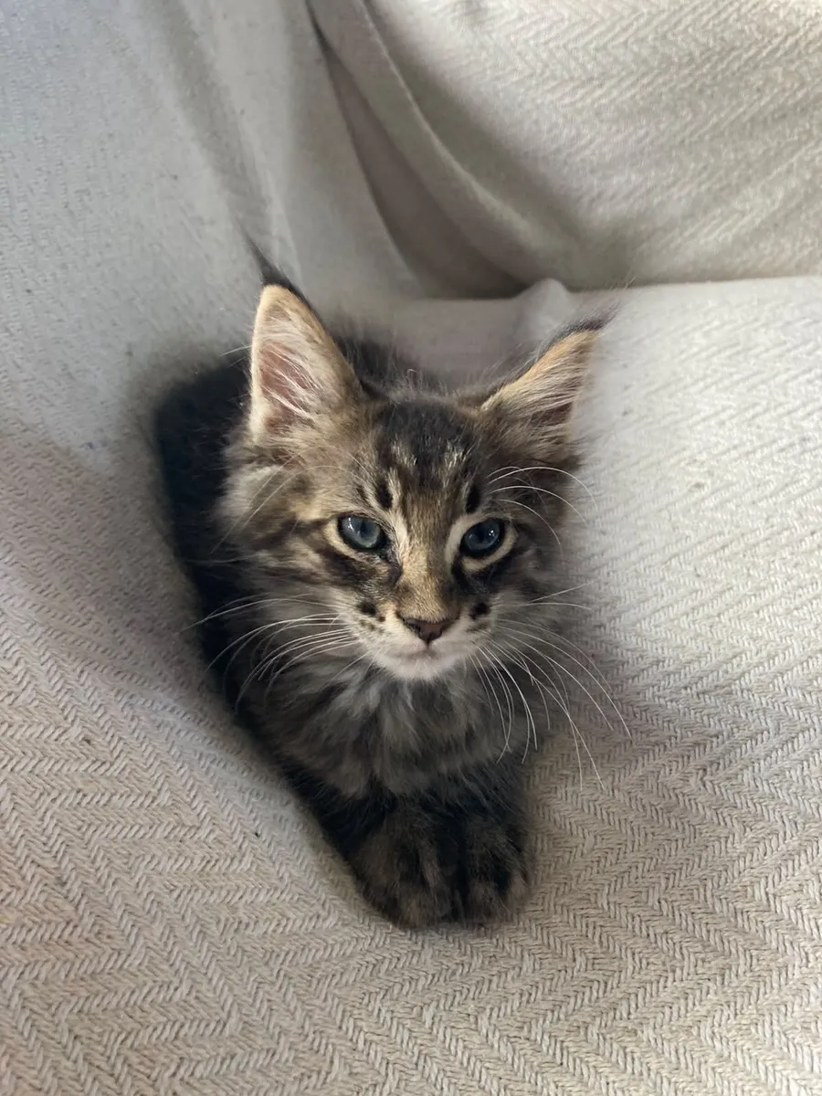 Maine coon kitten - Image 1