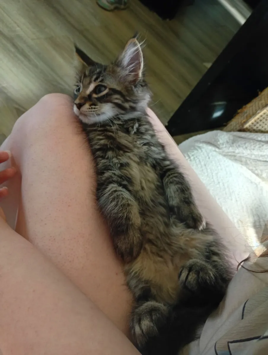 Maine coon kitten - Image 2
