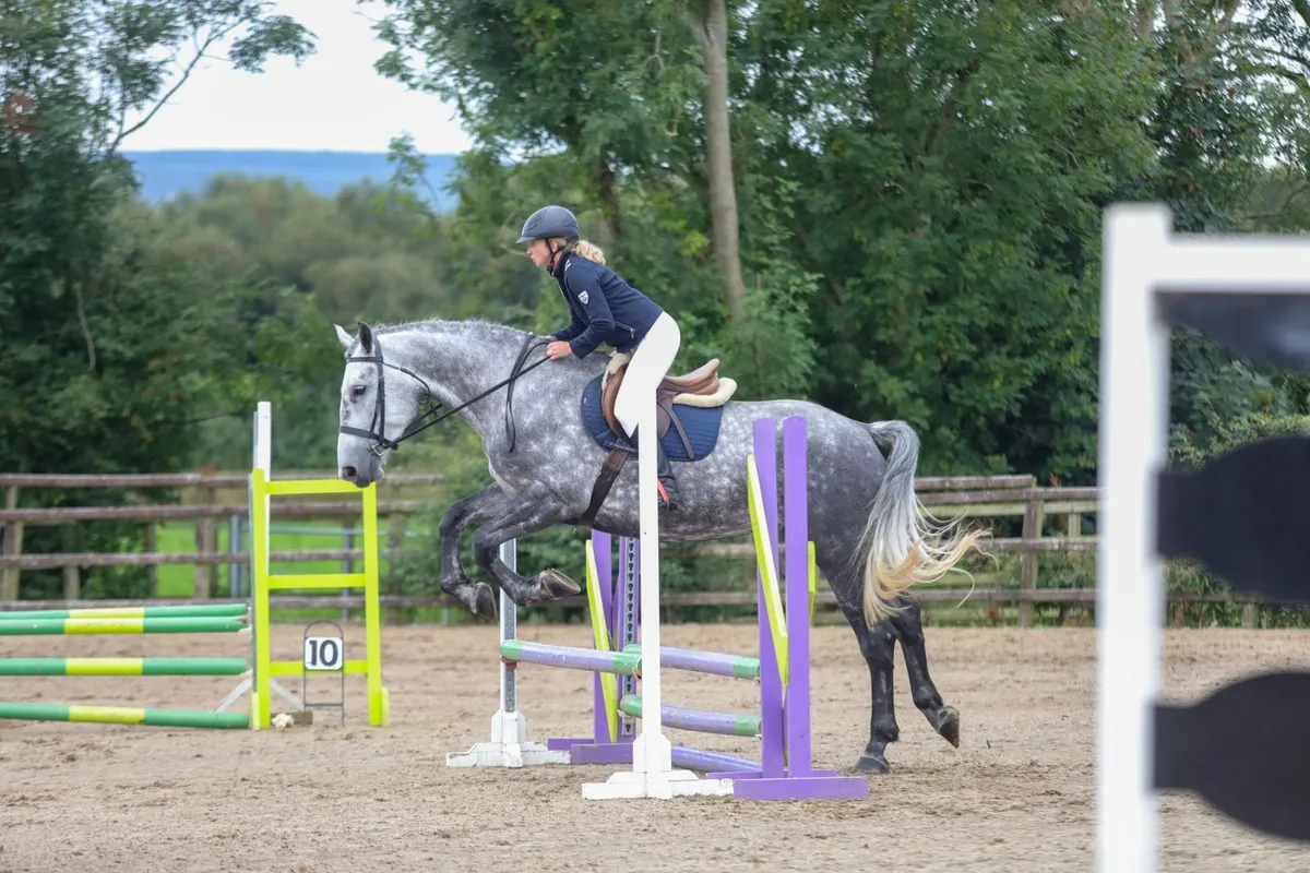 Beautiful 17.2hh Registered Irish Draught Mare - Image 3