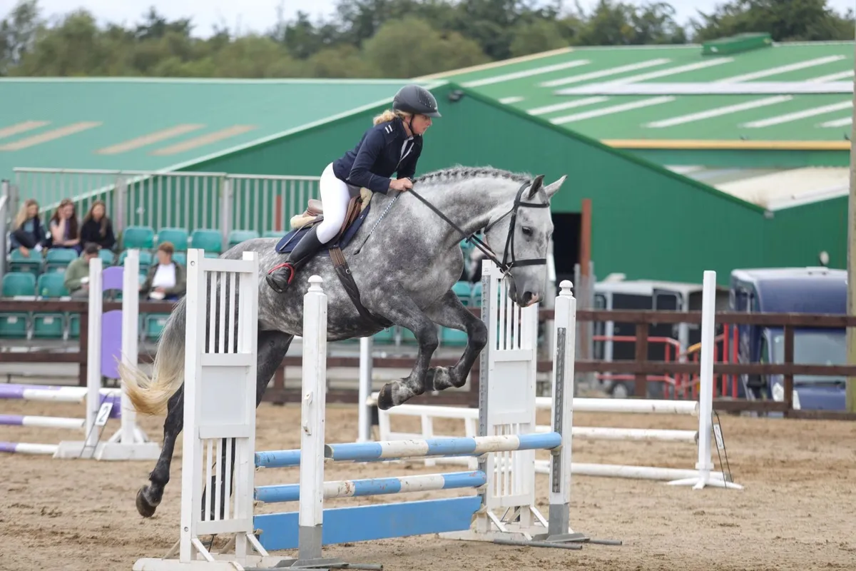 Beautiful 17.2hh Registered Irish Draught Mare - Image 1