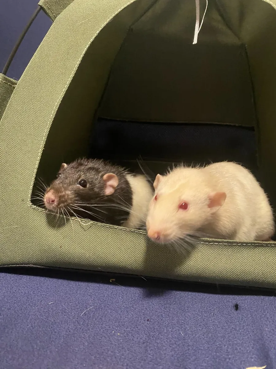 Rats - Image 1