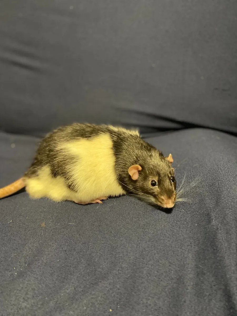Rats - Image 3