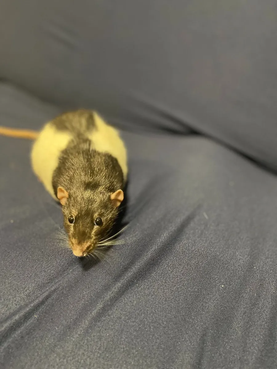 Rats - Image 2