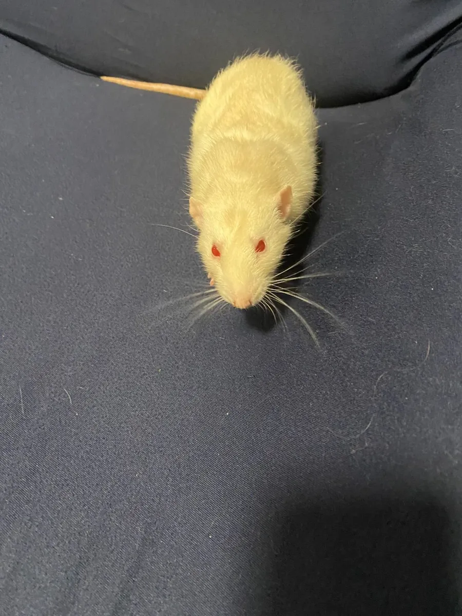 Rats - Image 4