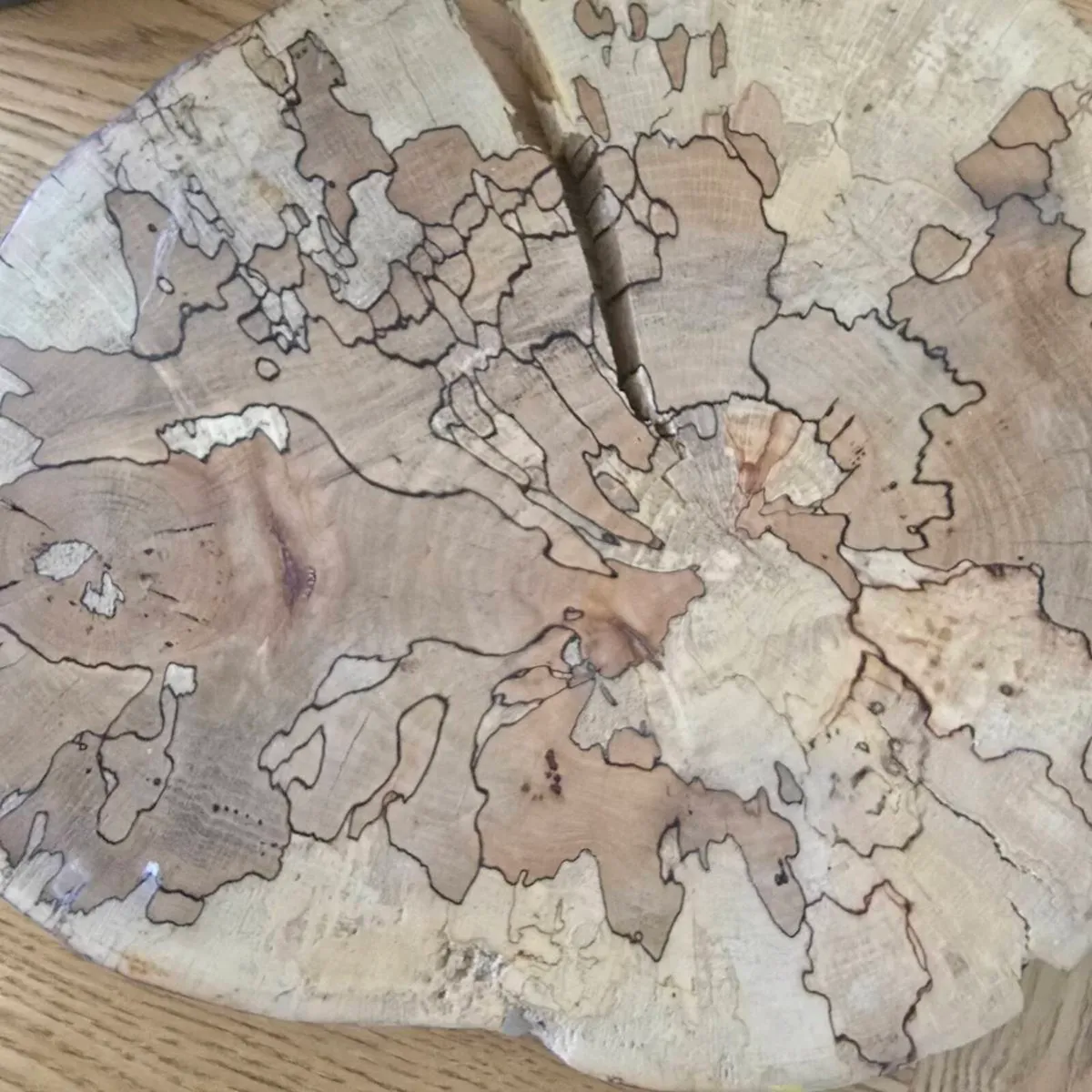 Spalted beech slices - Image 2