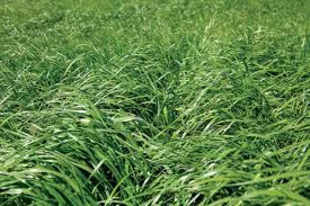 Silage and standing silage