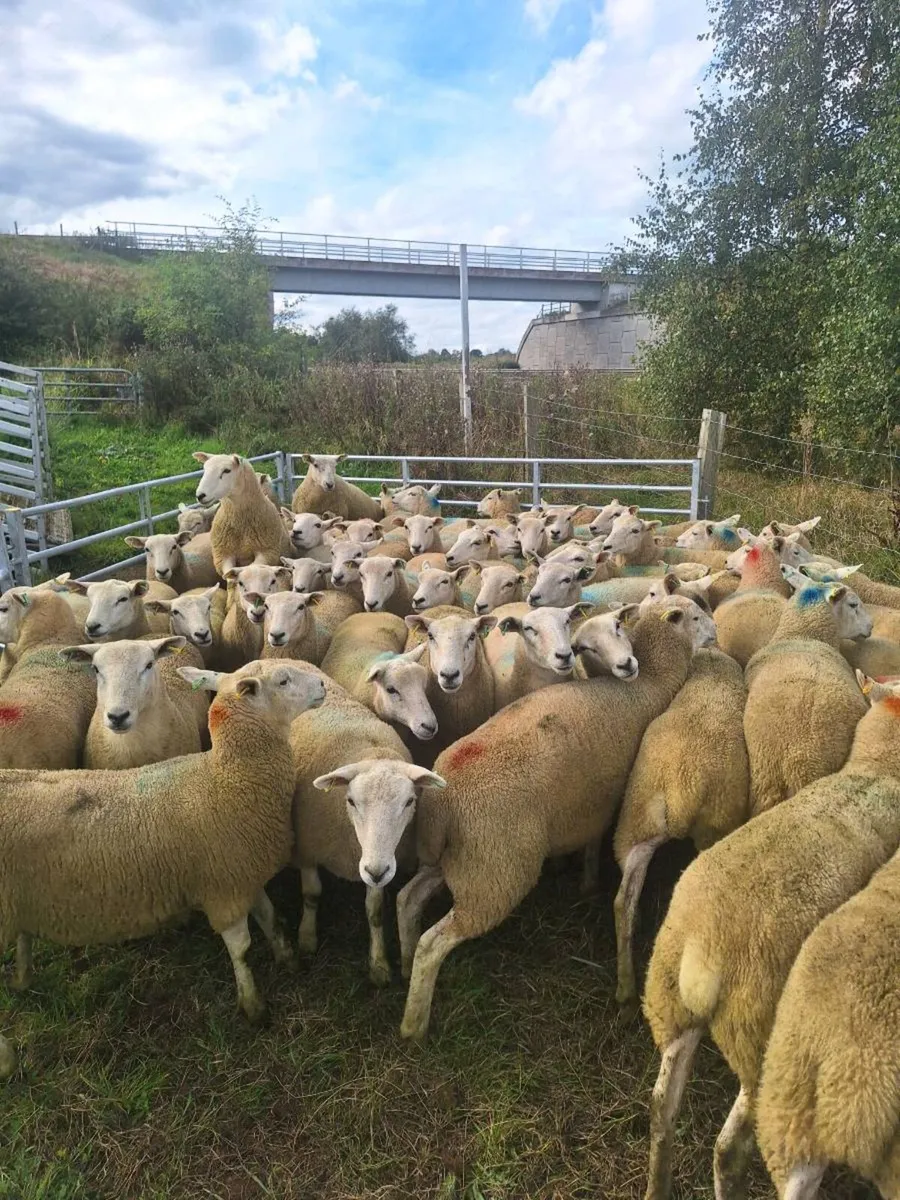 Llyn hoggets