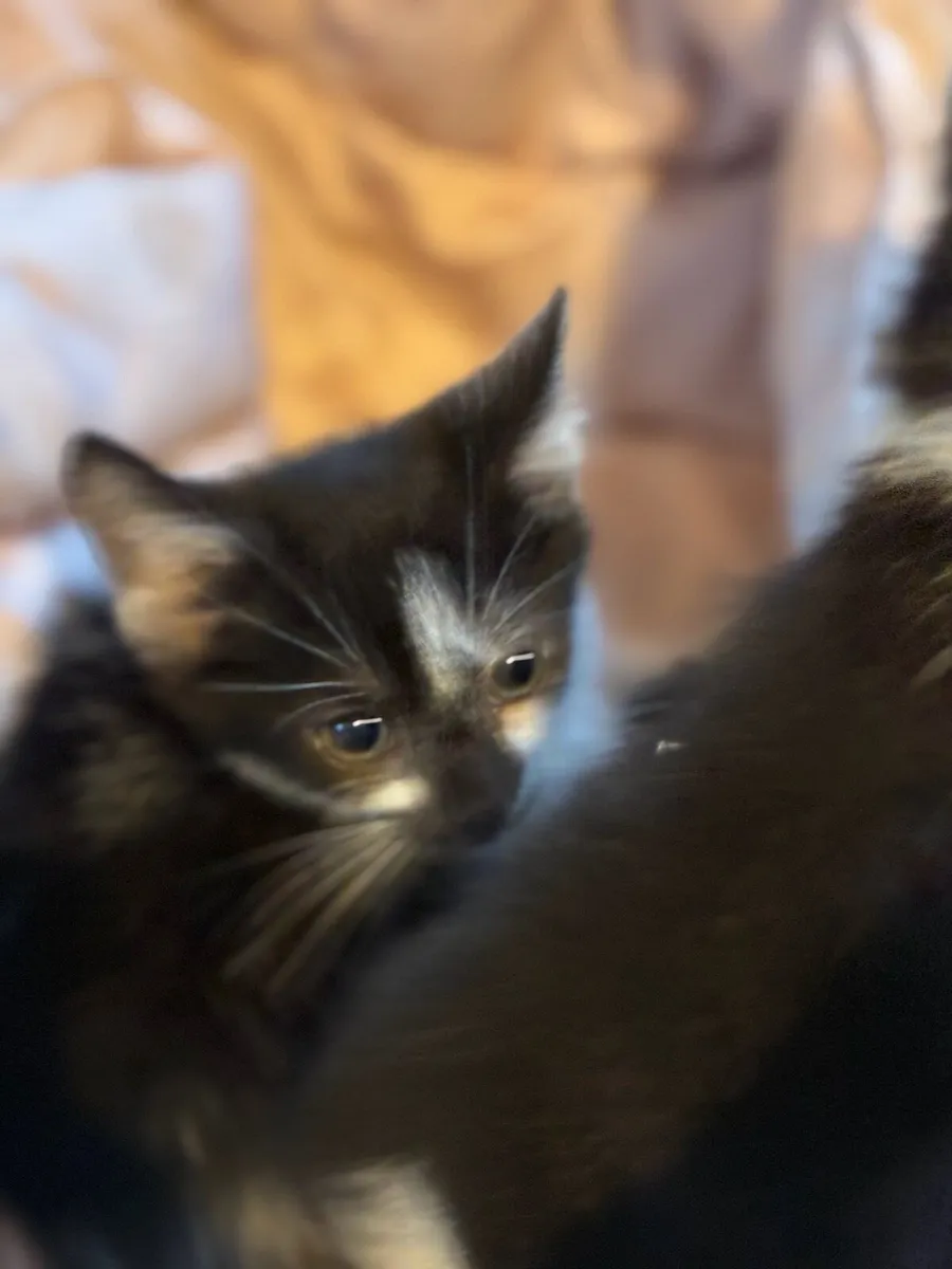 Kittens - Image 4