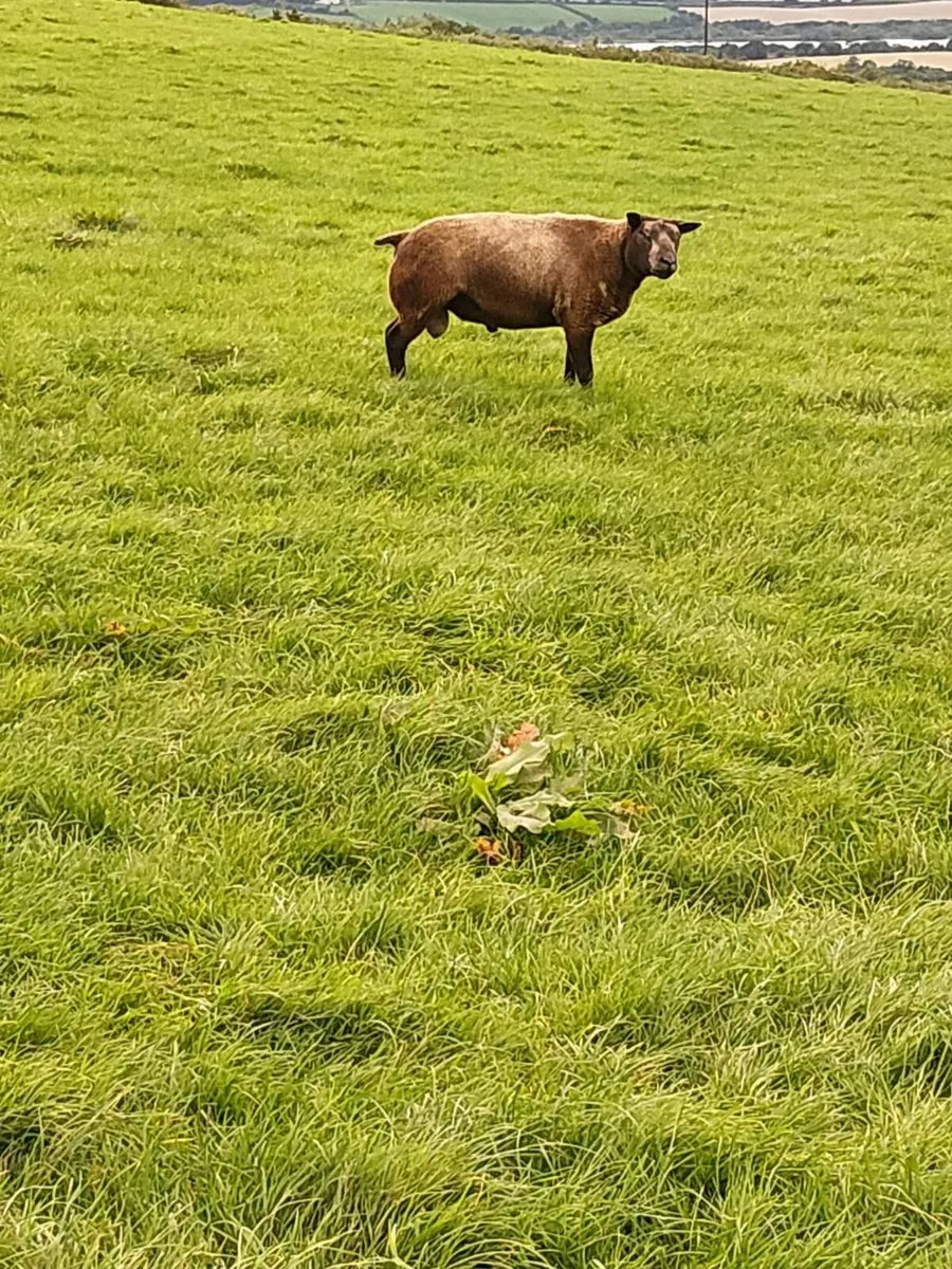 Rams - Image 2